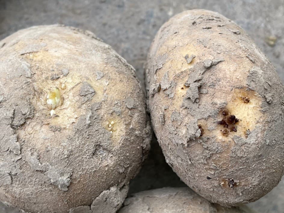 Pomme de terre : thermonébulisation optimisée, conservation réussie